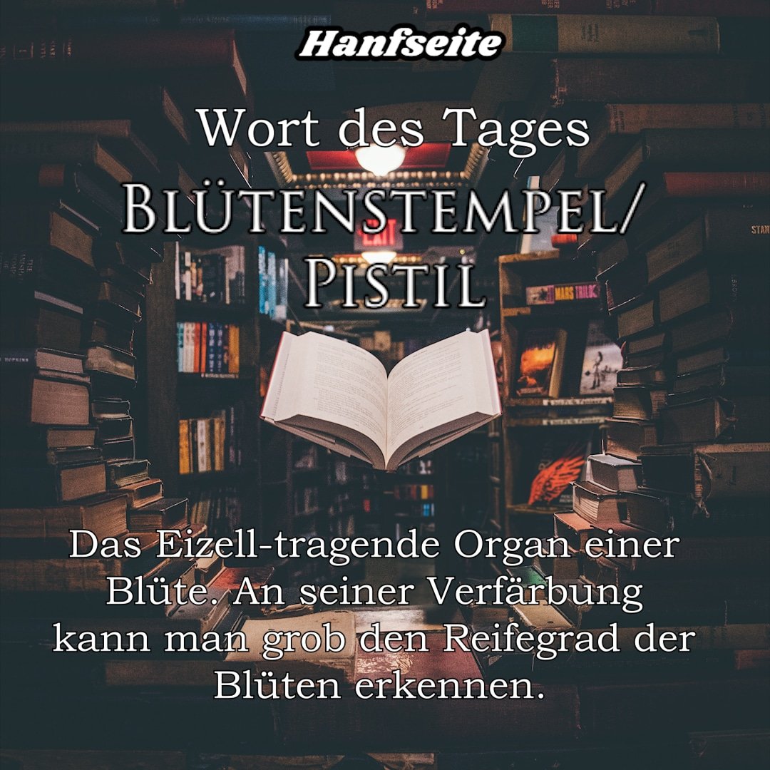 hanfseite_de's tweet image. Unser Wort des Tages: #Blütenstempel / #Pistil 😁

#hanfseite #cannabis #CannabisFakten #weed #marihuana #cbd #kiffen #IAmCannabis
