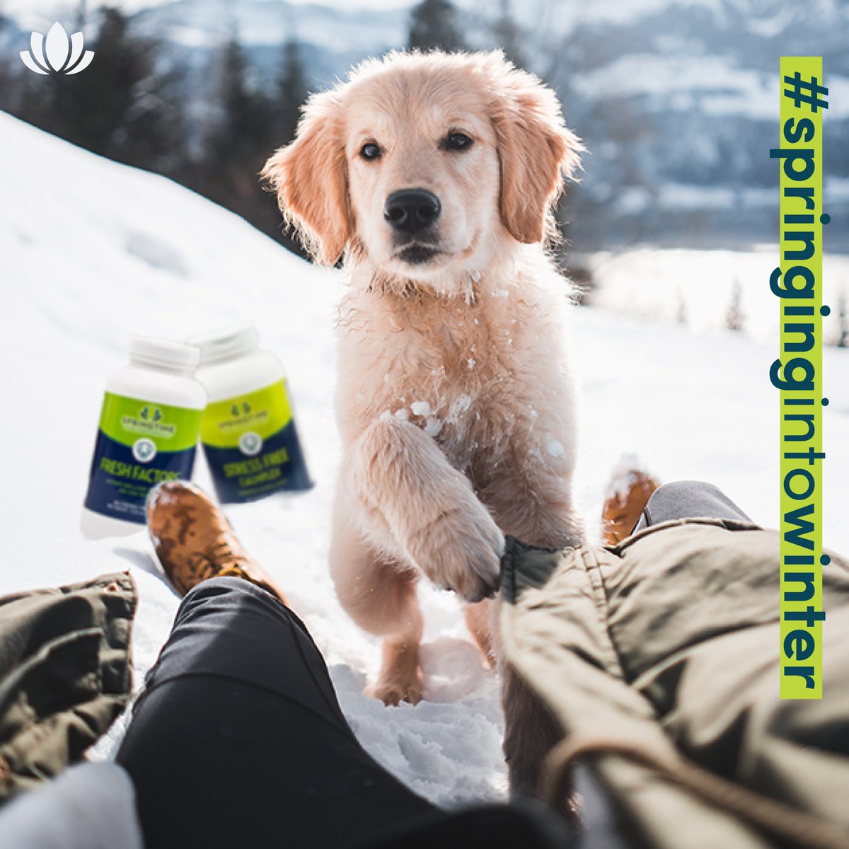 springtime_supp's tweet image. Add some #Springtime to your #Wintertime! 💚❄️