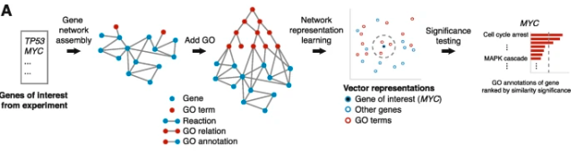 GenomeBiology's tweet photo. GeneWalk, from @robertietswaart, @fiddle and co, is a method for prioritizing genes from a gene list. Given a list of genes, eg from RNA-seq experiment, it constructs a regulatory network and uses GO annotations to identify the most relevant genes. https://t.co/4UpNkahzts https://t.co/timnb2JBtg