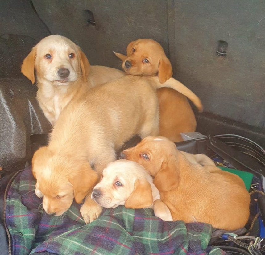 PaulQuinnNews's tweet photo. Gardai have seized 12 dogs &amp; five puppies in the Kiltullagh area of Galway

They include 5 golden Labrador puppies, a black Lurcher, 2 Chihuahuas, 3 collie cross, 2 springer spaniels, foxhound beagle, a terrier, cocker spaniel &amp; a setter

 They are trying to find the owners https://t.co/AFIVz6Awap