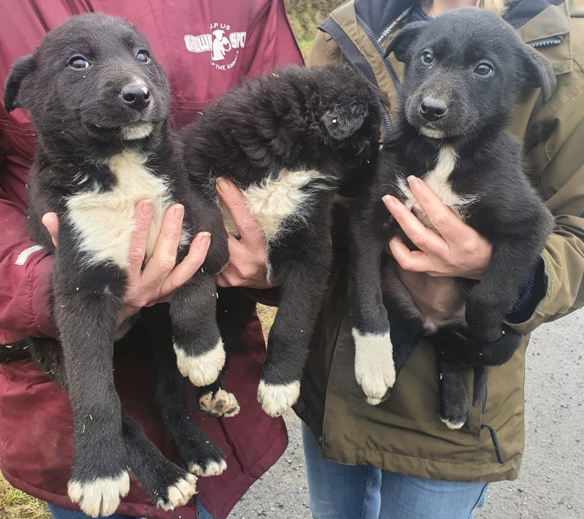 PaulQuinnNews's tweet photo. Gardai have seized 12 dogs &amp; five puppies in the Kiltullagh area of Galway

They include 5 golden Labrador puppies, a black Lurcher, 2 Chihuahuas, 3 collie cross, 2 springer spaniels, foxhound beagle, a terrier, cocker spaniel &amp; a setter

 They are trying to find the owners https://t.co/AFIVz6Awap