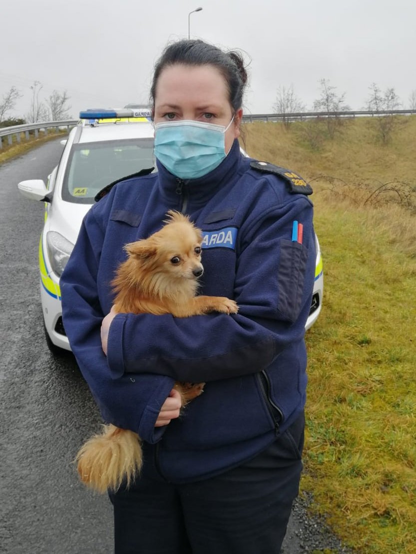 PaulQuinnNews's tweet photo. Gardai have seized 12 dogs &amp; five puppies in the Kiltullagh area of Galway

They include 5 golden Labrador puppies, a black Lurcher, 2 Chihuahuas, 3 collie cross, 2 springer spaniels, foxhound beagle, a terrier, cocker spaniel &amp; a setter

 They are trying to find the owners https://t.co/AFIVz6Awap