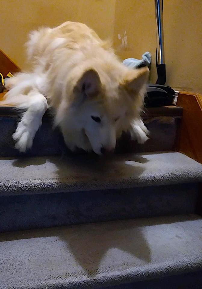 DVSHR's tweet photo. It's Groundhog Day!  DVSHR alumn, Timber saw his shadow!

Photo credit:  Delaware Valley Siberian Husky Rescue
#dvshr  #dvshrdogs #itsahuskything  #GroundhogDay #groundhogday2021 #husky #dogsoftwitter #AdoptDontShop #RescueDog #dogs https://t.co/4IivvTQJJh