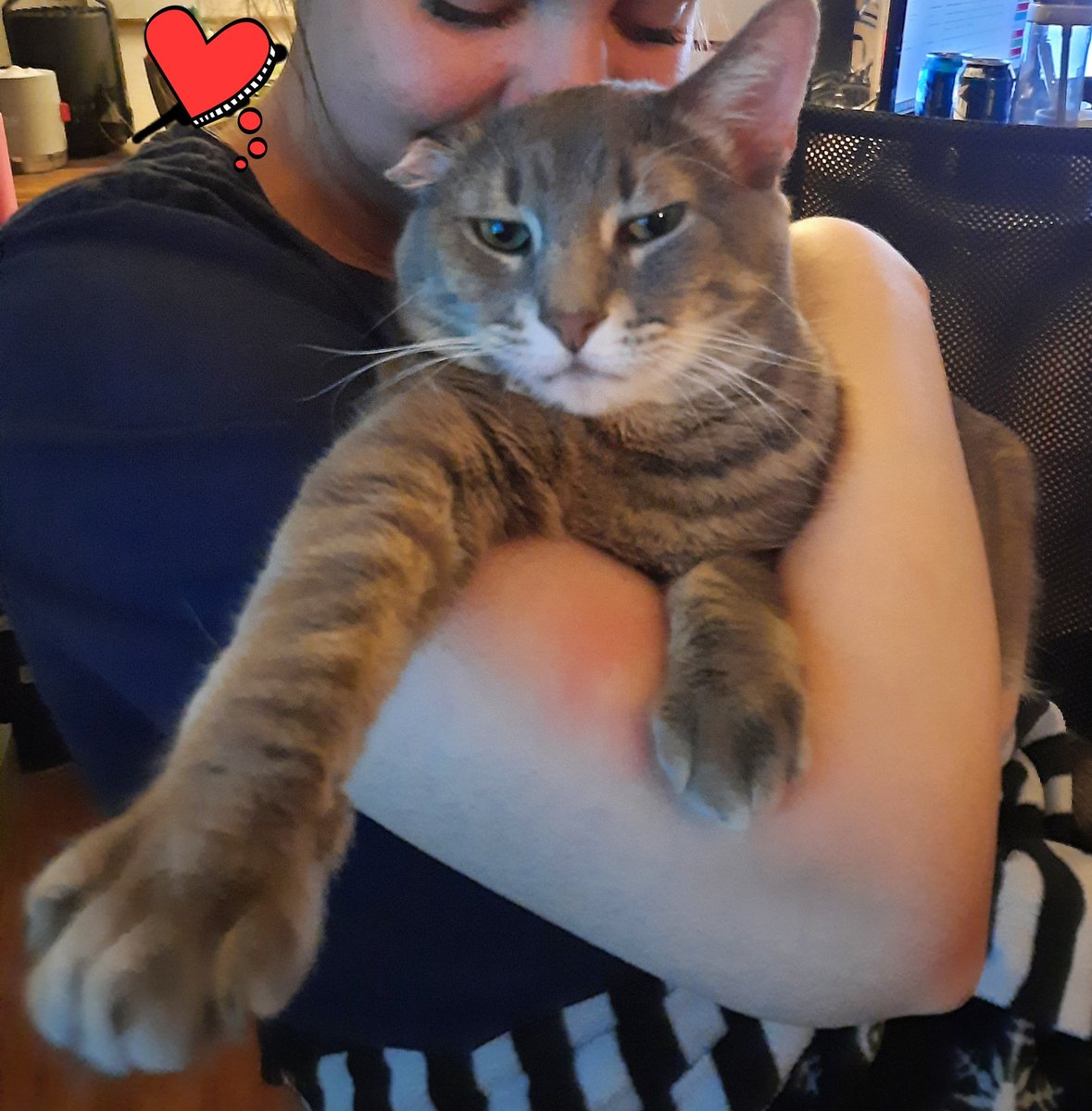 OneEaredCat's tweet image. I was seriously pumped about him being more comfortable on laps yesterday 

I had no idea that we'd hit an even bigger milestone so shortly after

Vince let me hold him last night for a full 25 minutes, LOVING IT!! I'm so proud of my boy 😭

#CatsOfTwitter #cats