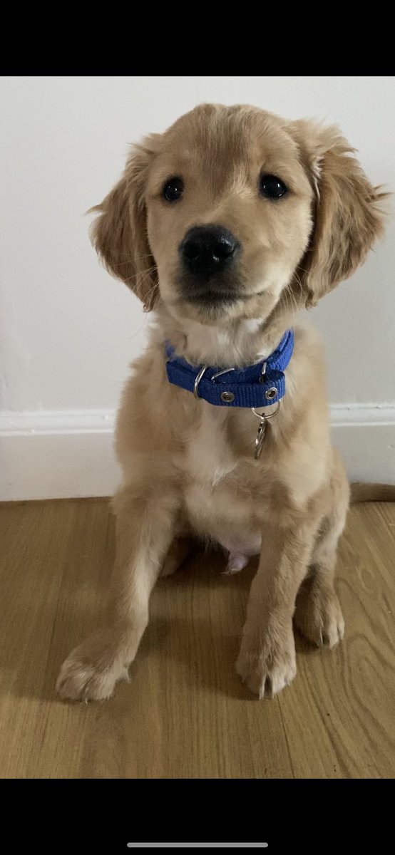 Very hard to get a puppy to sit still 😂 but I’m loving his “not all who wonder are lost but I am” name tag from #sweetwilliamdesigns #notonthehighstreet