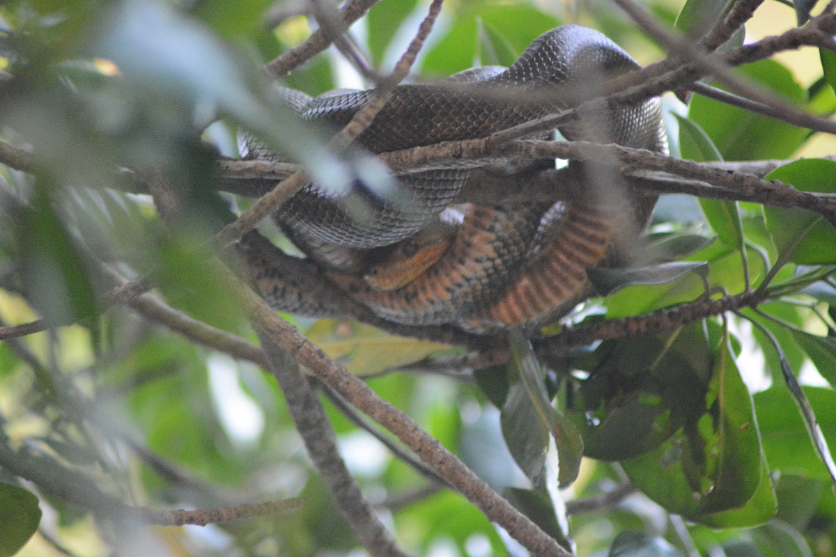 First up it has to be  #CaroniSwamp – this beautiful mangrove ecosystem is home to thousands of  #ScarletIbis the national bird of Trinidad and Tobago! It is also home to many other bird species, like American flamingos & so much amazing wildlife! 2/6