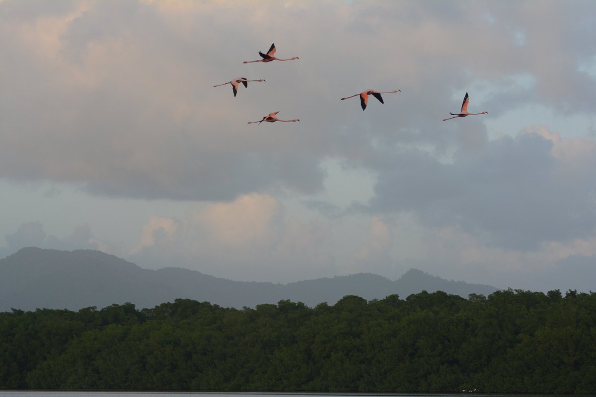 First up it has to be  #CaroniSwamp – this beautiful mangrove ecosystem is home to thousands of  #ScarletIbis the national bird of Trinidad and Tobago! It is also home to many other bird species, like American flamingos & so much amazing wildlife! 2/6