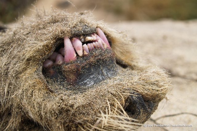 Y’all liked colourful bones, what about colorful TEETH !? #ToothyTuesdayPink/purple teeth in otters and l wolf eels is caused by eating urchins!Orange teeth in beavers and red teeth in shrews is caused by having iron in their enamel to counteract wear!More  info