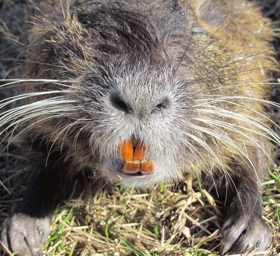 Y’all liked colourful bones, what about colorful TEETH !? #ToothyTuesdayPink/purple teeth in otters and l wolf eels is caused by eating urchins!Orange teeth in beavers and red teeth in shrews is caused by having iron in their enamel to counteract wear!More  info