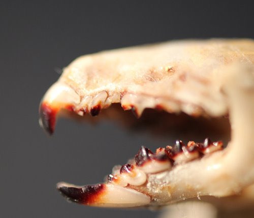 Y’all liked colourful bones, what about colorful TEETH !? #ToothyTuesdayPink/purple teeth in otters and l wolf eels is caused by eating urchins!Orange teeth in beavers and red teeth in shrews is caused by having iron in their enamel to counteract wear!More  info