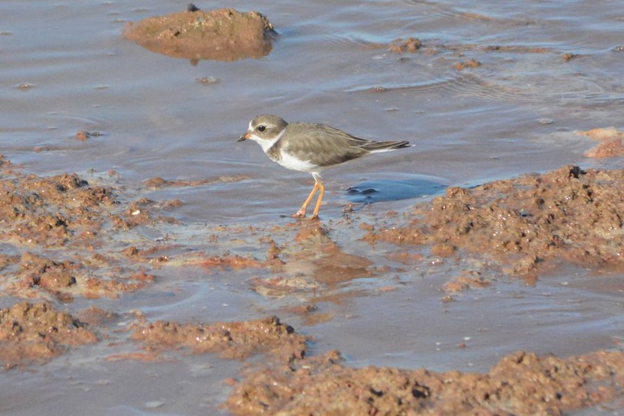 On the seaward side of Caroni Swamp, on Trinidad’s west coast are extensive mudflats. These areas host thousands of migratory  #shorebirds during autumn with some making it their home in winter. This is because mud is also home to many creatures the shorebirds like to eat! 3/6