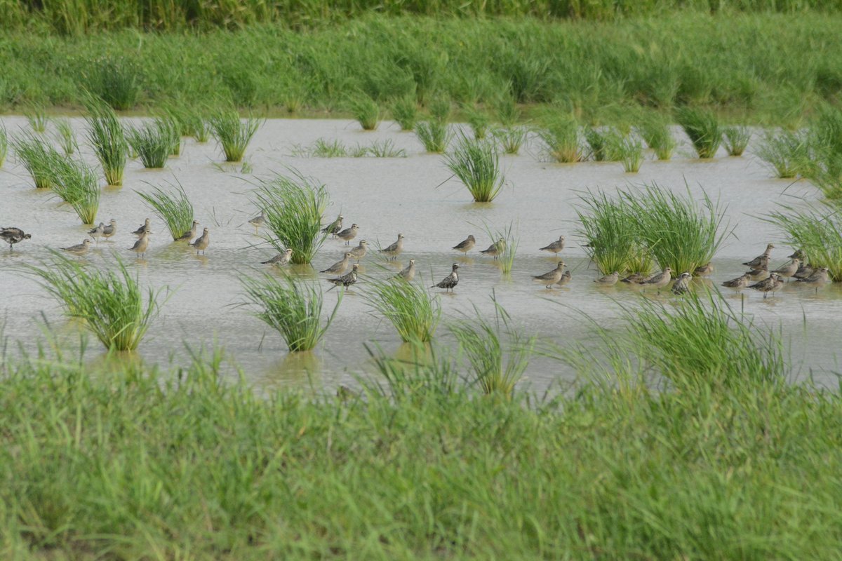 Man-made wetlands are important too! Like Caroni rice fields, inland from Caroni Swamp. This area is also important for migratory  #shorebirds providing freshwater habitat for Lesser & Greater Yellowlegs, Short-billed Dowitchers, American Golden Plovers & many more species! 4/6