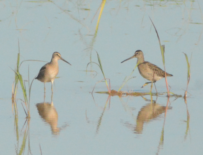 Man-made wetlands are important too! Like Caroni rice fields, inland from Caroni Swamp. This area is also important for migratory  #shorebirds providing freshwater habitat for Lesser & Greater Yellowlegs, Short-billed Dowitchers, American Golden Plovers & many more species! 4/6