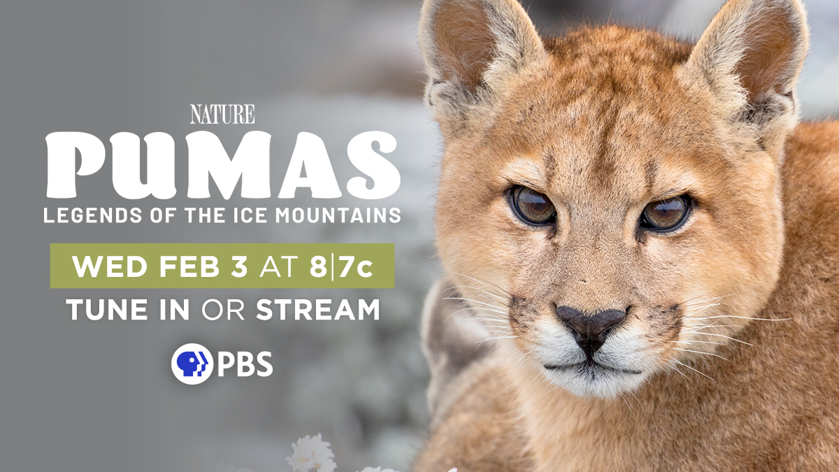 WCS 💚 Twitter: "If you're snowed in, there's great TV tomorrow night from @PBSNature. the fate of Solitaria, a female puma in her prime. " Pumas: Legends of the Ice Mountains"