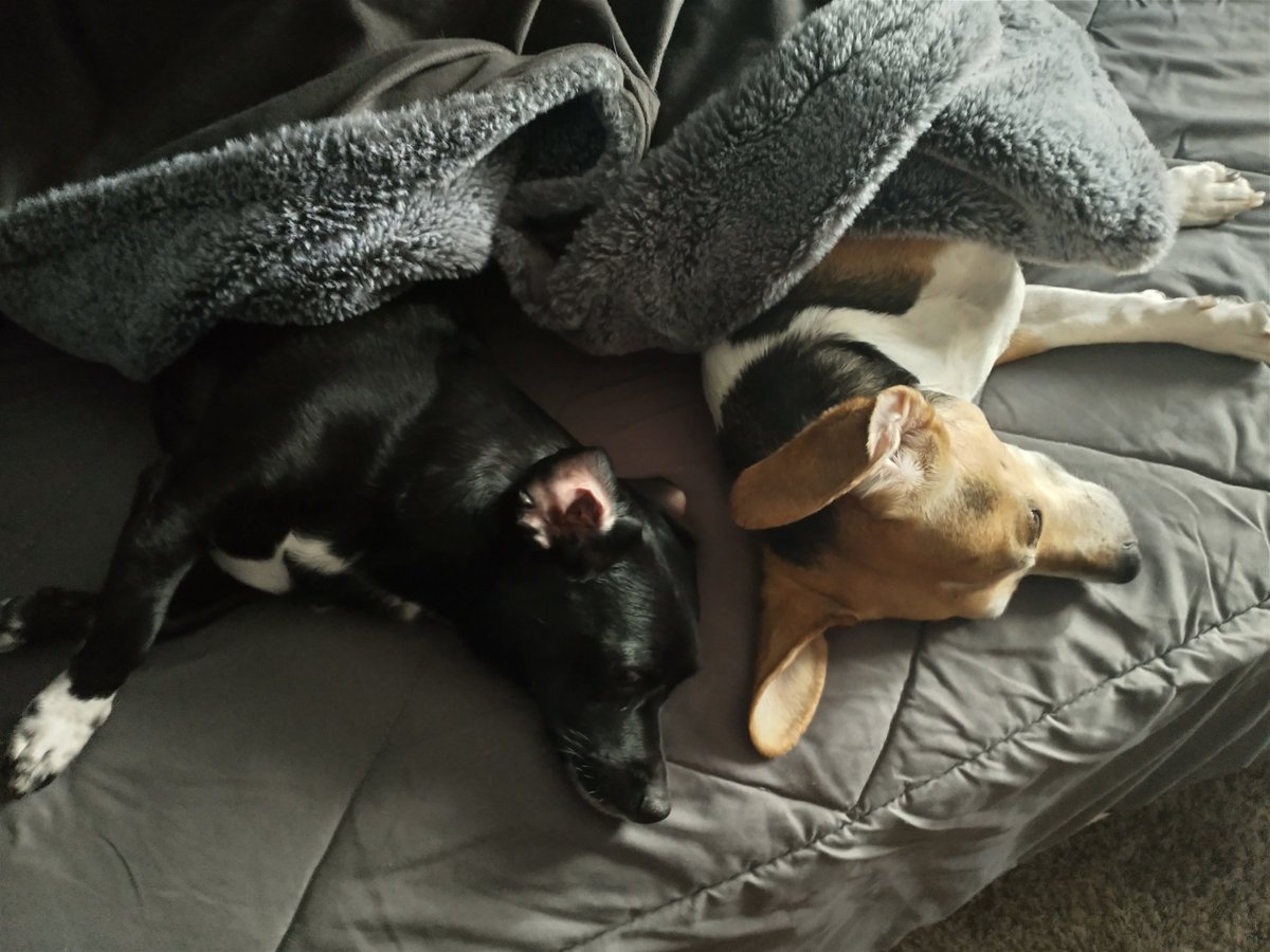 "You guys go do that 'work' stuff, we're staying in bed." -Coop 'n Marv
.
.
.
#dogs #dogsoftwitter #beagle #chiweenie #lazydog #doglife