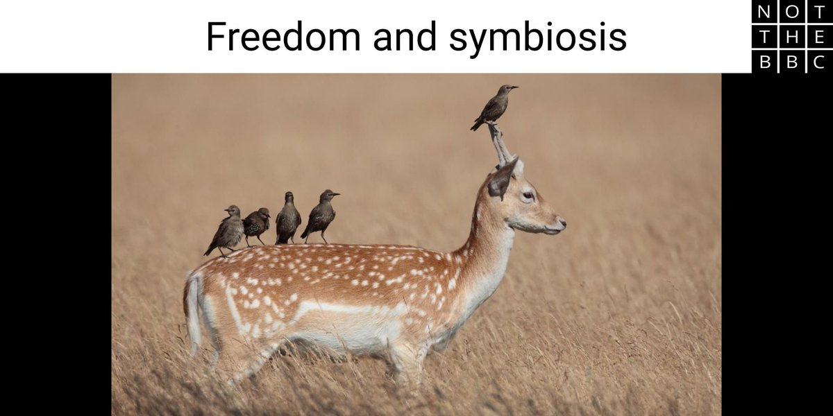 Meta-Take: Freedom and symbiosis