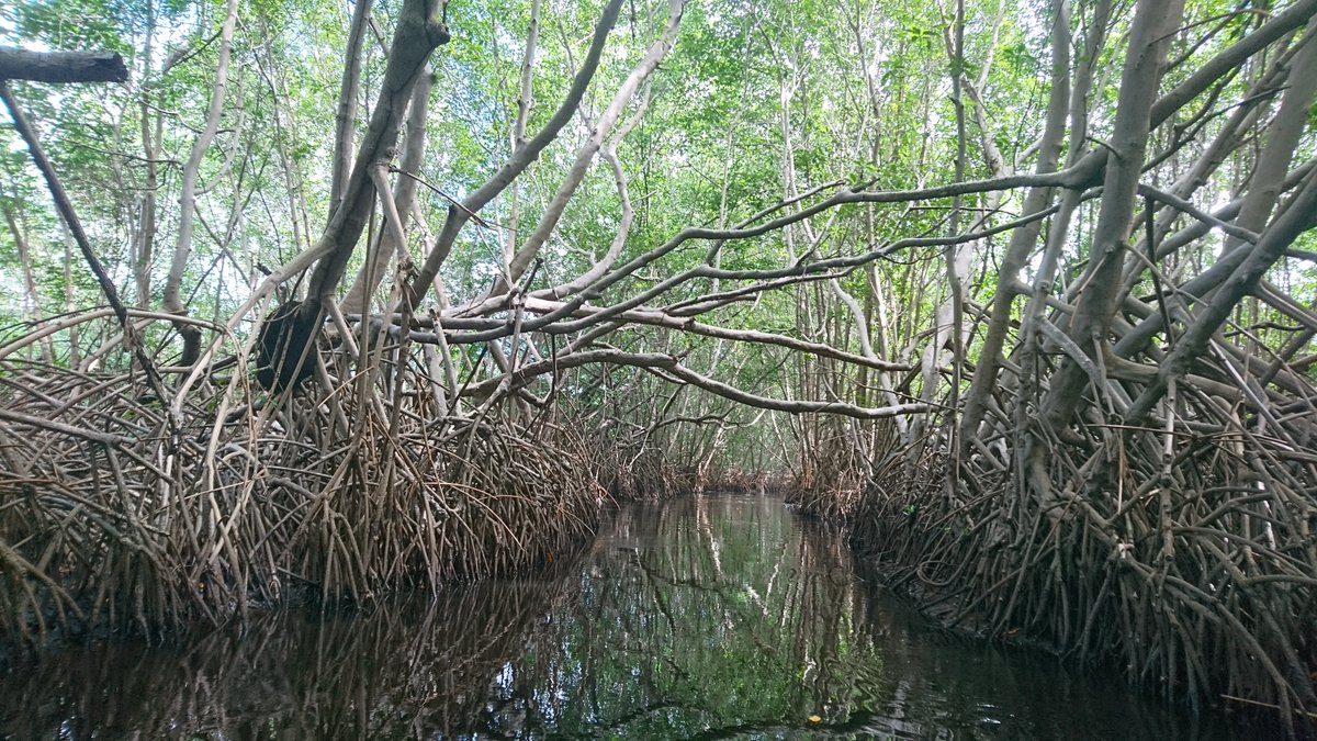 Finally  #NarivaSwamp, in the south east of  #Trinidad, provides a home to many  #wetland &  #forest birds. It is also home to exciting mammal species like the Red Howlers & White-fronted capuchin monkeys & an amazing diversity of Palms & other plants 5/6