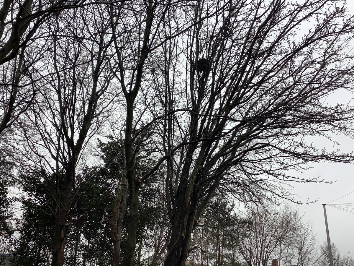 HorabinJ's tweet photo. BIG thank you to #HaltonBC for ALL the hard work in our neighborhood! It is very much appreciated during this time and I'm sure the local community and wildlife will benefit greatly! #healthyhalton https://t.co/XVkXcvaRiA
