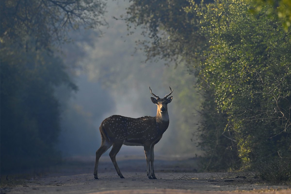 Spotted deer
Bharatpur bird Sanctuary,Rajasthan

#nikonz7ii #nikon800mm
#wintermornings
#bhratpur
#spotteddeer
#mammals
#besafe #rathikaramasamy