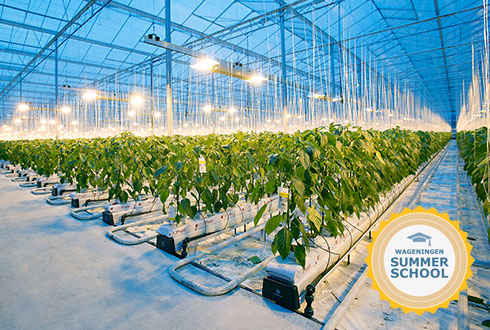 #Summerschool | Greenhouse Horticulture. On Wageningen campus or online? We don’t know yet... but we do know that the Summer School will take place this year! You can register now 👉 ap.lc/dNlLd #greenhouse #cropproduction #horticulture <a href="/WUR/">Wageningen U&R</a>