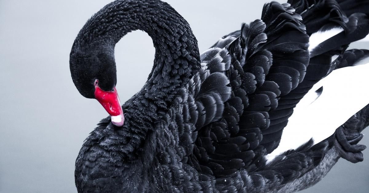 Nicholas Taleb popularized the concept of “Black Swan” in 2008.What is a Black Swan (in a financial context) and what are two of the most famous black swans?/THREAD/