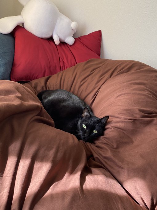 太陽が出てる時は布団の上でくつろぐジジ子 