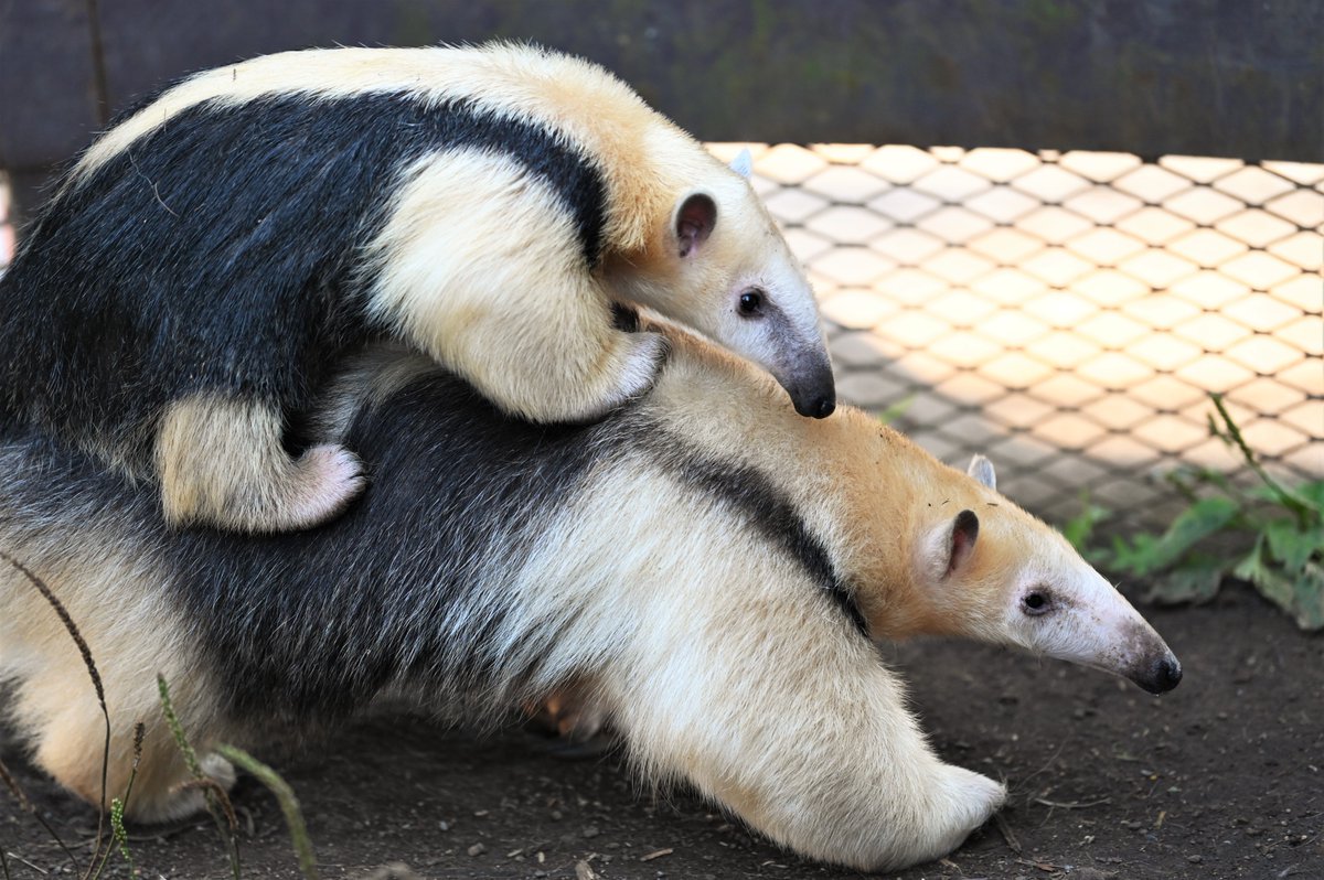 空白寺 緊急事態宣言中ひたすら動物の赤ちゃん写真を貼る 1か月期間が伸びましたのでマニアックな動物をどんどん投入します 空白寺 緊急事態宣言中ひたすら動物の赤ちゃん写真を貼る 1か月期間が伸びましたのでマニアックな動物をどんどん投入します