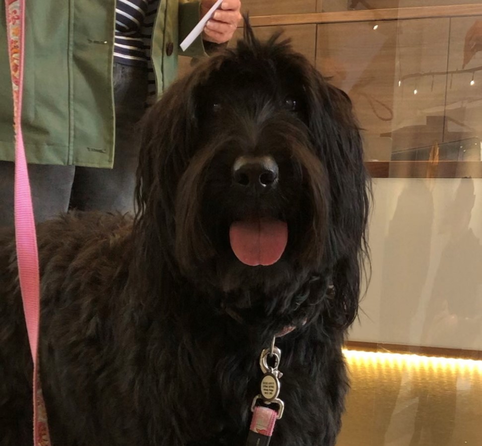 vetsmiths's tweet photo. Well it is TONGUE OUT TUESDAY 😜

Ellie came in with mum Liz to have some lumps and bumps checked out and wowed us with her beautiful smile; isn't she gorgeous ❤️

She's a more unusual breed ... any idea what?

#MoreThanJustVets
#LookingAfterPetsDuringLockdown https://t.co/2lpWu138WO