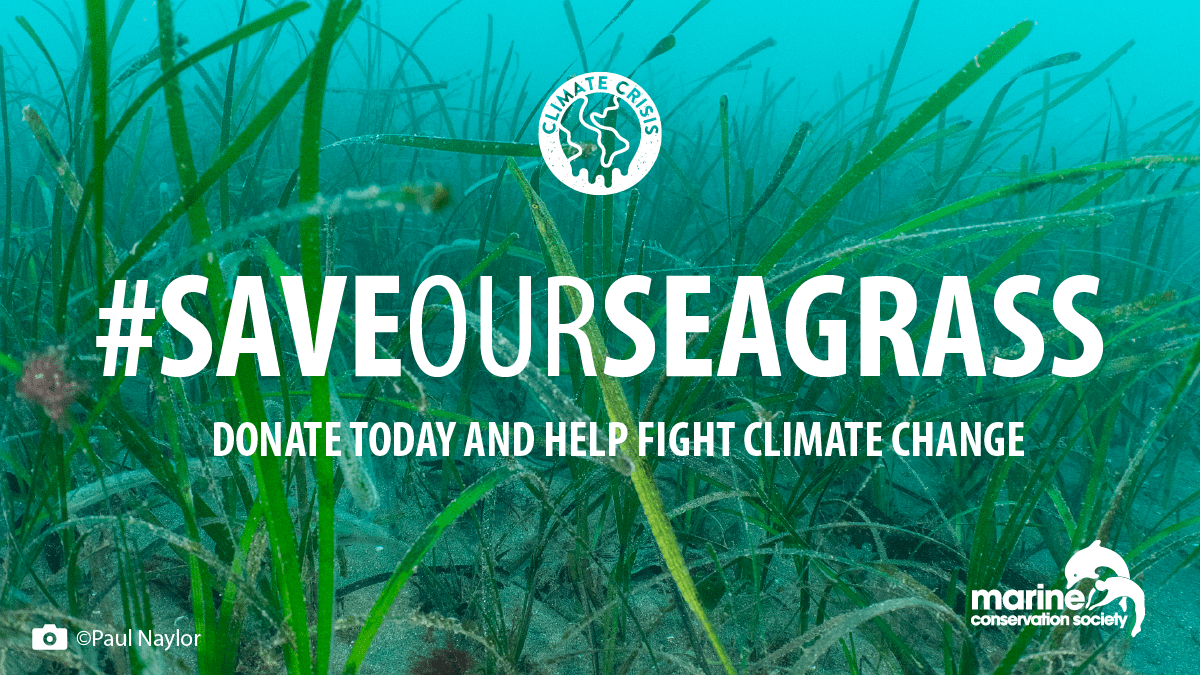 If you'd like to help us with our work to protect and restore these amazing #seagrass #marinemeadows, you can donate here -> mcsuk.org/donate/marinem… Your donation will help us to install advanced moorings to replace traditional, damaging anchoring methods 🌱🌱🌱
