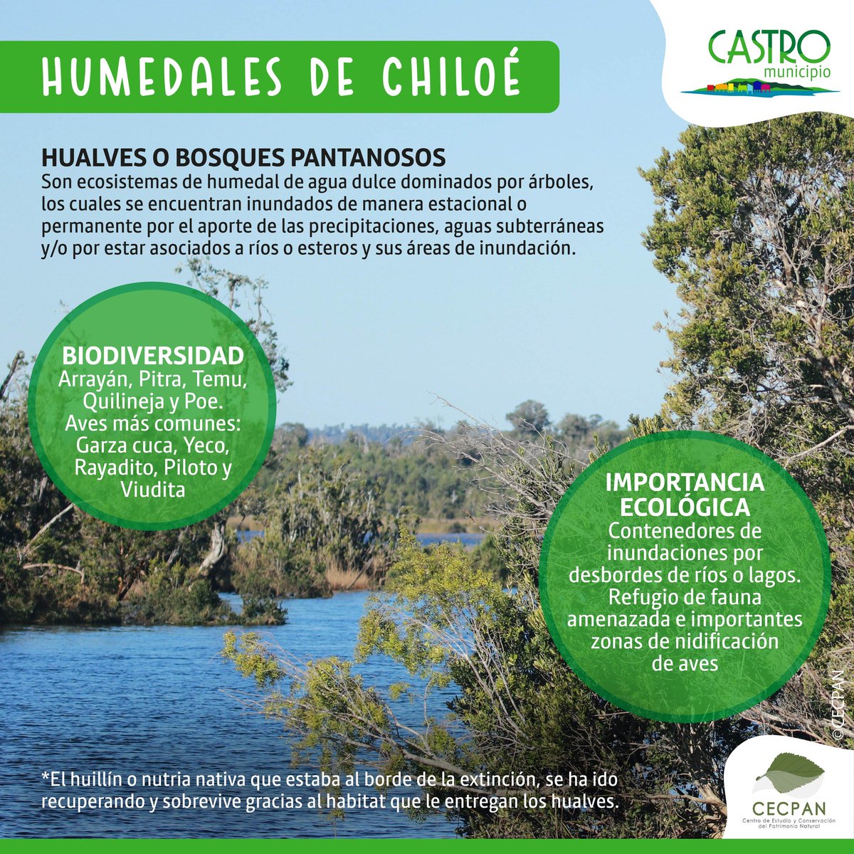 rrppcastro's tweet photo. En el día mundial de los #Humedales celebrado hoy 2 de febrero, #CastroMunicipio comparte una gran noticia en relación a la entrega de las concesiones marítimas de los Humedales de #Pullao y #Putemun, para establecer una reserva costera Municipal que conserve la biodiversidad. https://t.co/1YUkyxI4iN