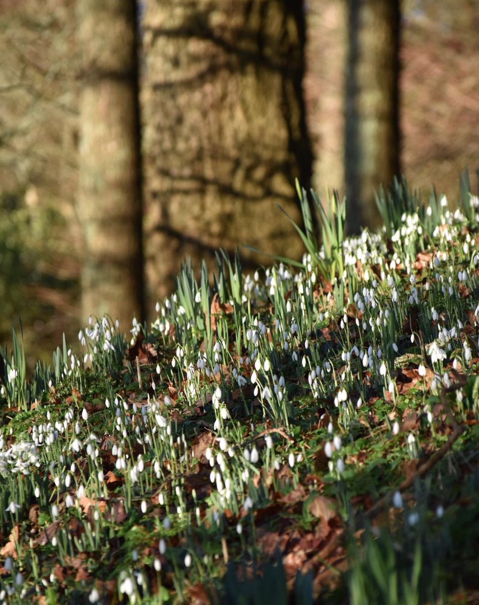 Mapperton House & Gardens (@mapperton) on Twitter photo Our annual Snowdrop Sundays support the <a href="/NGSOpenGardens/">National Garden Scheme</a> This year we're hoping to open the Gardens as soon as we can but for online visits and tours we are always here and you can still support the NGS via ngs.org.uk/mapperton-gard… Our annual Snowdrop Sundays support the <a href="/NGSOpenGardens/">National Garden Scheme</a> This year we're hoping to open the Gardens as soon as we can but for online visits and tours we are always here and you can still support the NGS via ngs.org.uk/mapperton-gard…