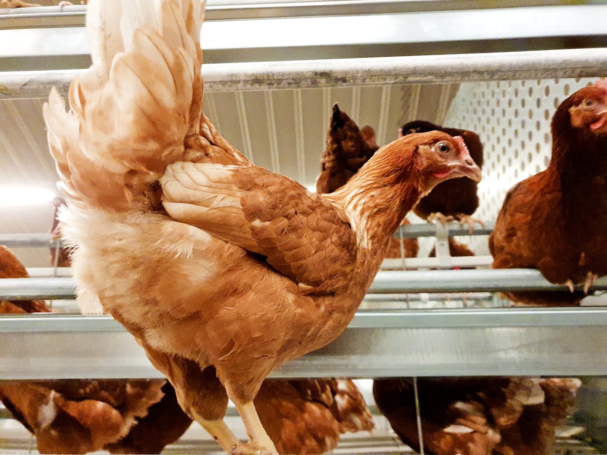 DANHORWOOD tweet media