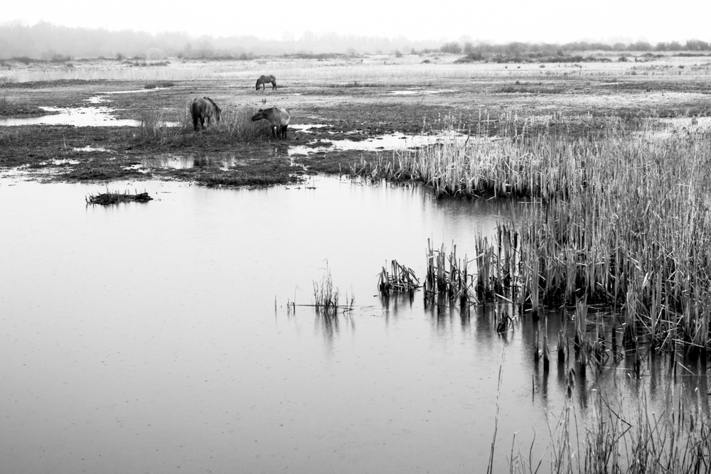 wetlandLIFE (@wetlandlife) on Twitter photo Stuck in #lockdown? You can still connect with the beauty and mystery of British wetlands through this stunning online photo essay by @timacott1, originally exhibited <a href="/RGS_IBG/">Royal Geographical Society (with IBG)</a>, as we celebrate #WorldWetlandsDay2021 <a href="/RamsarConv/">Convention on Wetlands</a> #wetlandlife 💙💦
spark.adobe.com/page/uhhjBGQc6… Stuck in #lockdown? You can still connect with the beauty and mystery of British wetlands through this stunning online photo essay by @timacott1, originally exhibited <a href="/RGS_IBG/">Royal Geographical Society (with IBG)</a>, as we celebrate #WorldWetlandsDay2021 <a href="/RamsarConv/">Convention on Wetlands</a> #wetlandlife 💙💦
spark.adobe.com/page/uhhjBGQc6…