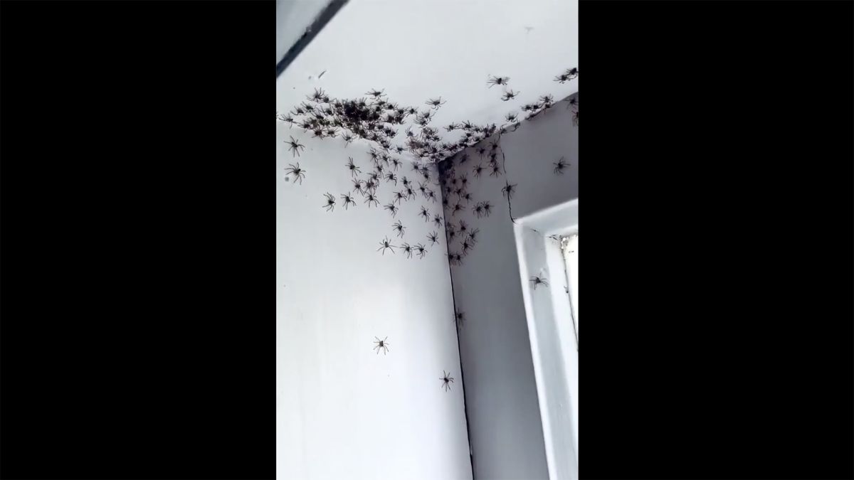 К чему снятся большие пауки во сне. Куча пауков на потолке. Дождь из пауков. Много маленьких пауков в комнате. Много пауков в одном месте.