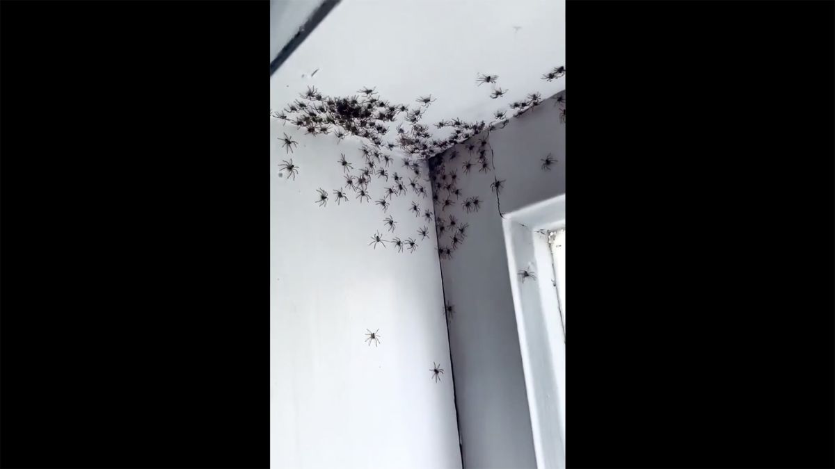отряд araneae пауки. к чему снятся пауки женщине в квартире. огромная куча пауков. огромный паук во сне. паук тарантул.