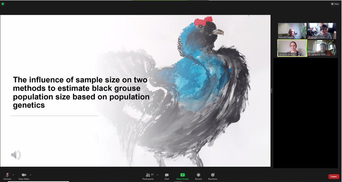 Mol_Ecol's tweet photo. Successful online MSc defence by Ramona Steixner @Mol_Ecol @uniinnsbruck on estimating #BlackGrouse #PopulationSizes. 

Congrats to you, MSc. Ramona, and thanks to examiners Konrad Pagitz and Leo Fuereder!

@femtech #ornithology #conservation #ecology #noninvasivesampling https://t.co/t5Vh0R04KB