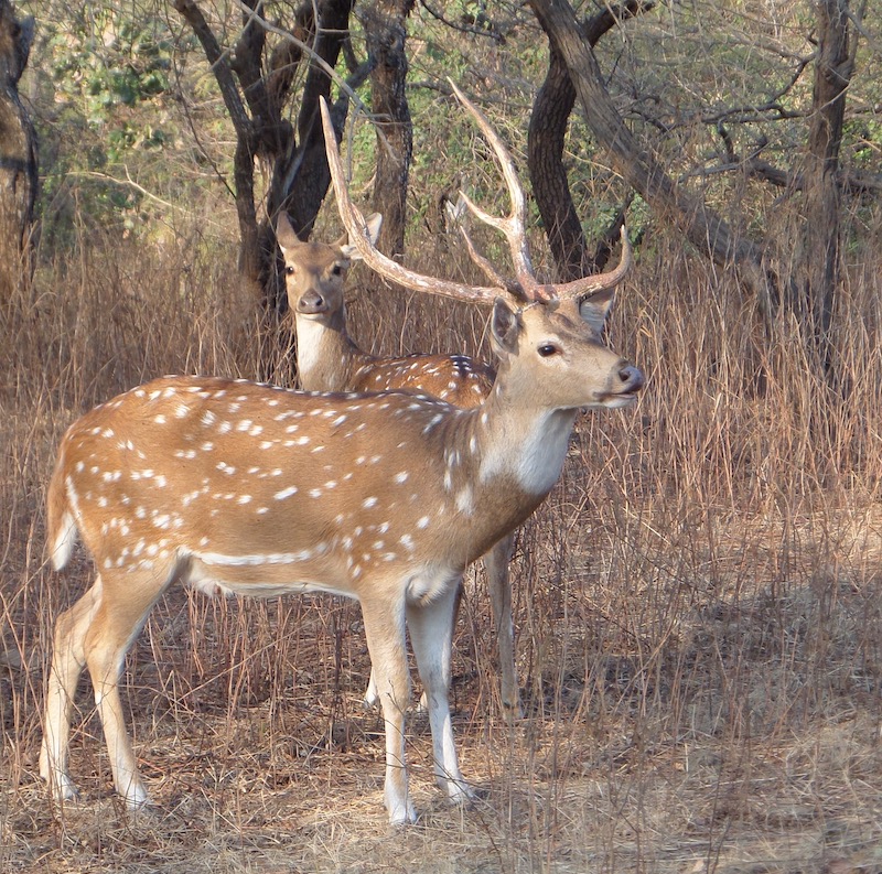 grumpyoldbirder's tweet image. Lockdown Diary – Nostalgia 1... - grumpyoldbirder.com/nostalgia-1/  [&apos;Subscribing&apos; to Grumpy Old Birder posts is very easy... complete the form on the right of the blog post and click the confirm link which is sent so you won’t miss a post.]
