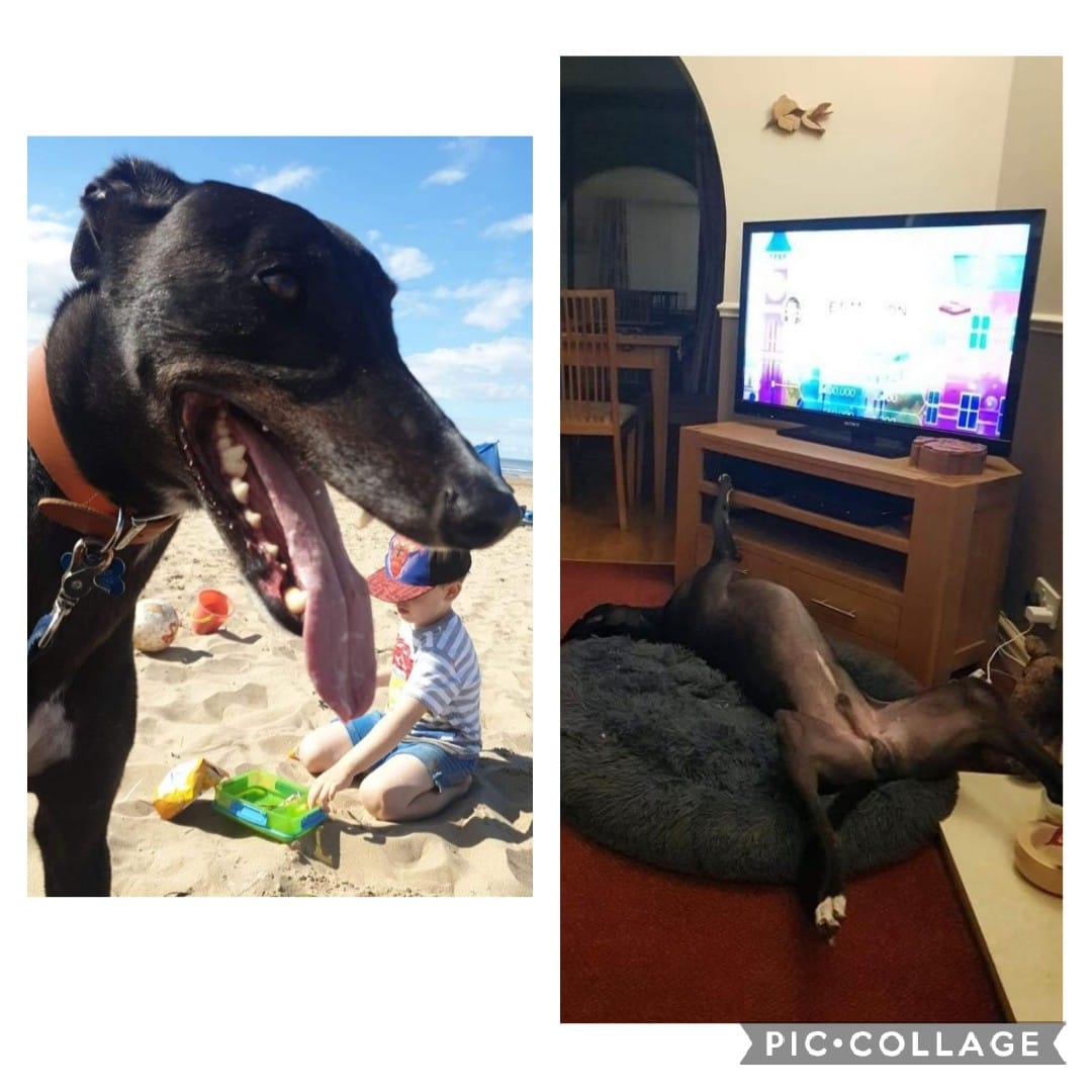 With this years Gold Cup final taking place this week, here is Music toour Ears who won the Gold Cup two years ago. As you can see he has adapted to his life as pet very well !!!