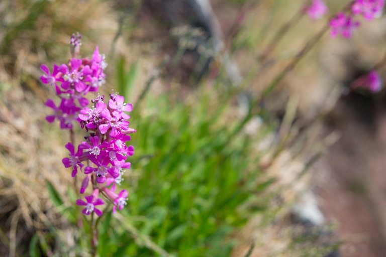 As if all that wasn't enough, peatlands hold a record of past environment in the form of pollen, plant and animal remains.These 'ecofacts' can shed light on the climate, environment and vegetation to paint a picture of a locale across hundreds - or even thousands - of years.