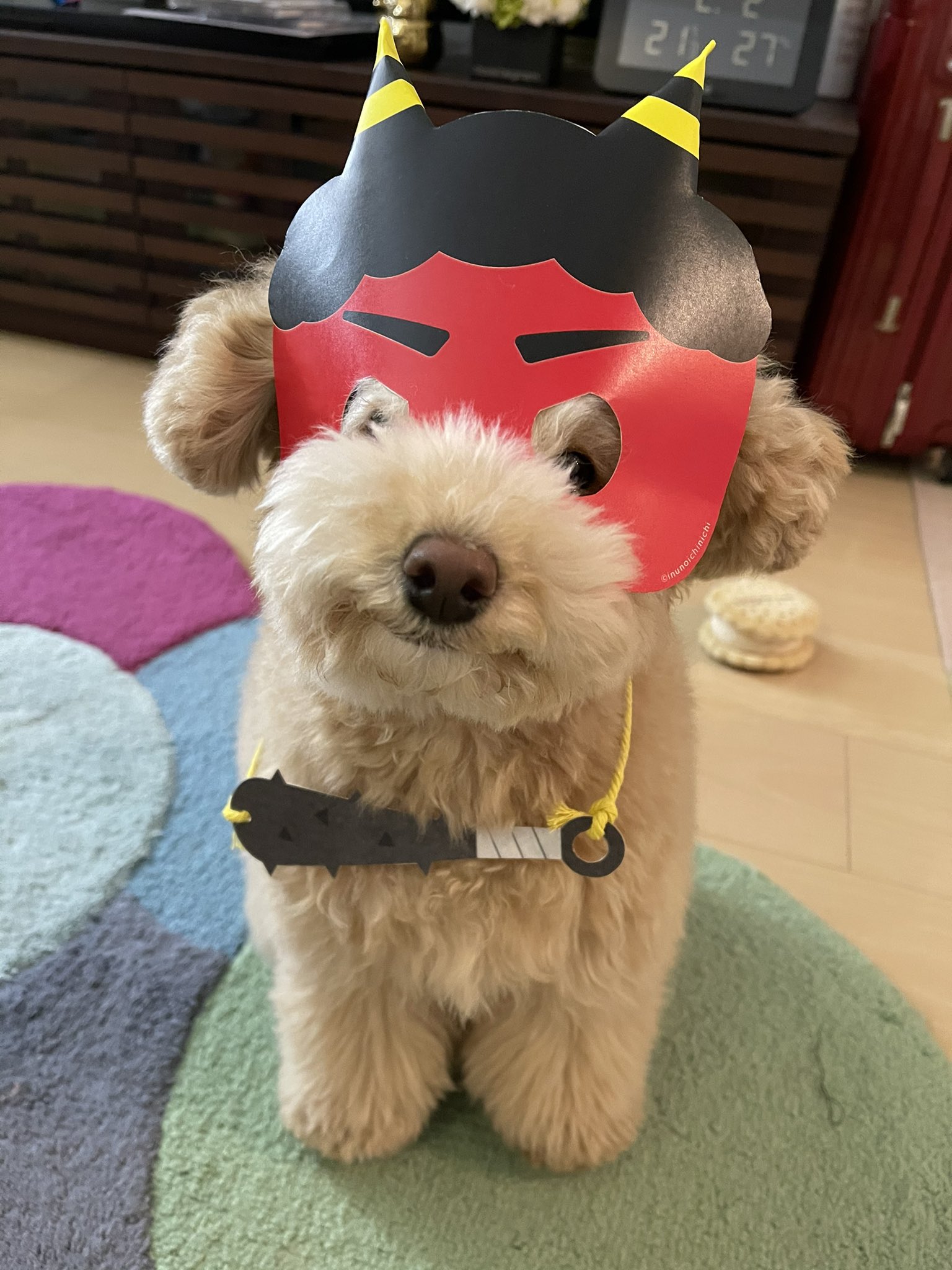 松田裕子 節分 お菓子についてた鬼のお面が似合いすぎる福男 ふくお トイプードル10か月ぐらい とかぶりものとかは関わりたくなくて遠目に見てる玉子 たまご ヨーキーmix保護犬出身2歳近く T Co Qupv6pxbzx Twitter