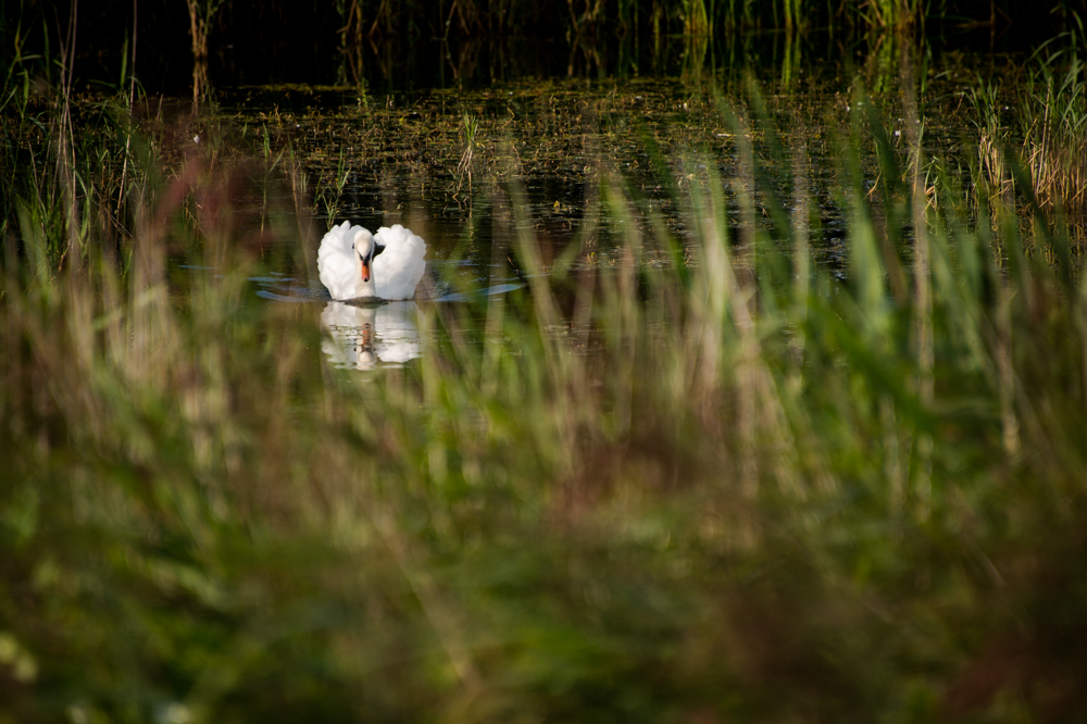 Twitter cleanse
by @timacott1 
#WorldWetlandsDay #WorldWetlandsDay2021 #wetlandlife