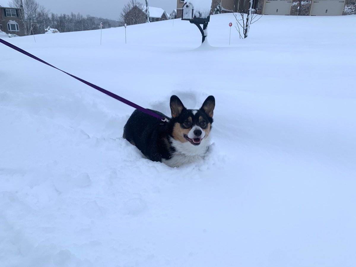 FlyingSwall0w's tweet photo. @WxManDrew @69News Dixie wants to be on the news! https://t.co/QWs5EaLROT