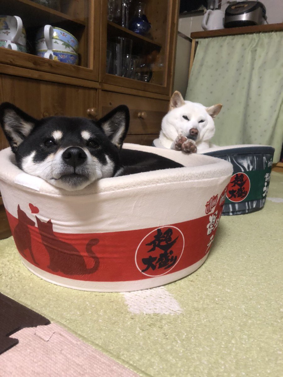 sibainu06081's tweet photo. このカップを買って、はじめてあずきが入ってくれました…！！！
2つ買った意味があった😭 https://t.co/sHh8UnheqM