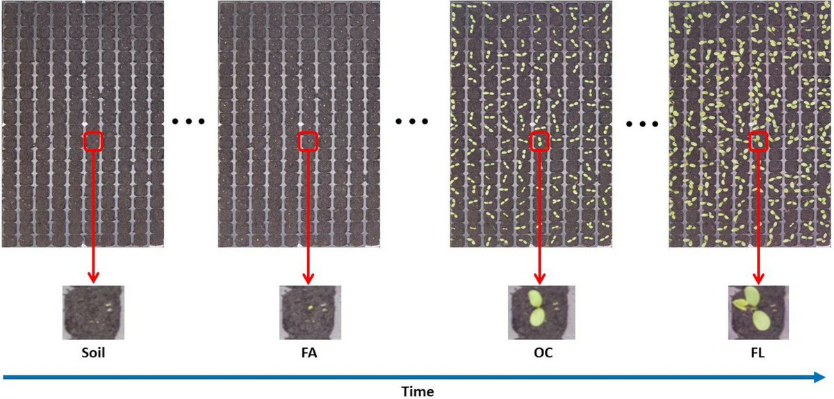 sci_plant's tweet photo. Deep learning-based detection of seedling development

https://t.co/qs8EkhSP8d
#plantsci #plantmethod ♻️ https://t.co/qwQqiUhOIj