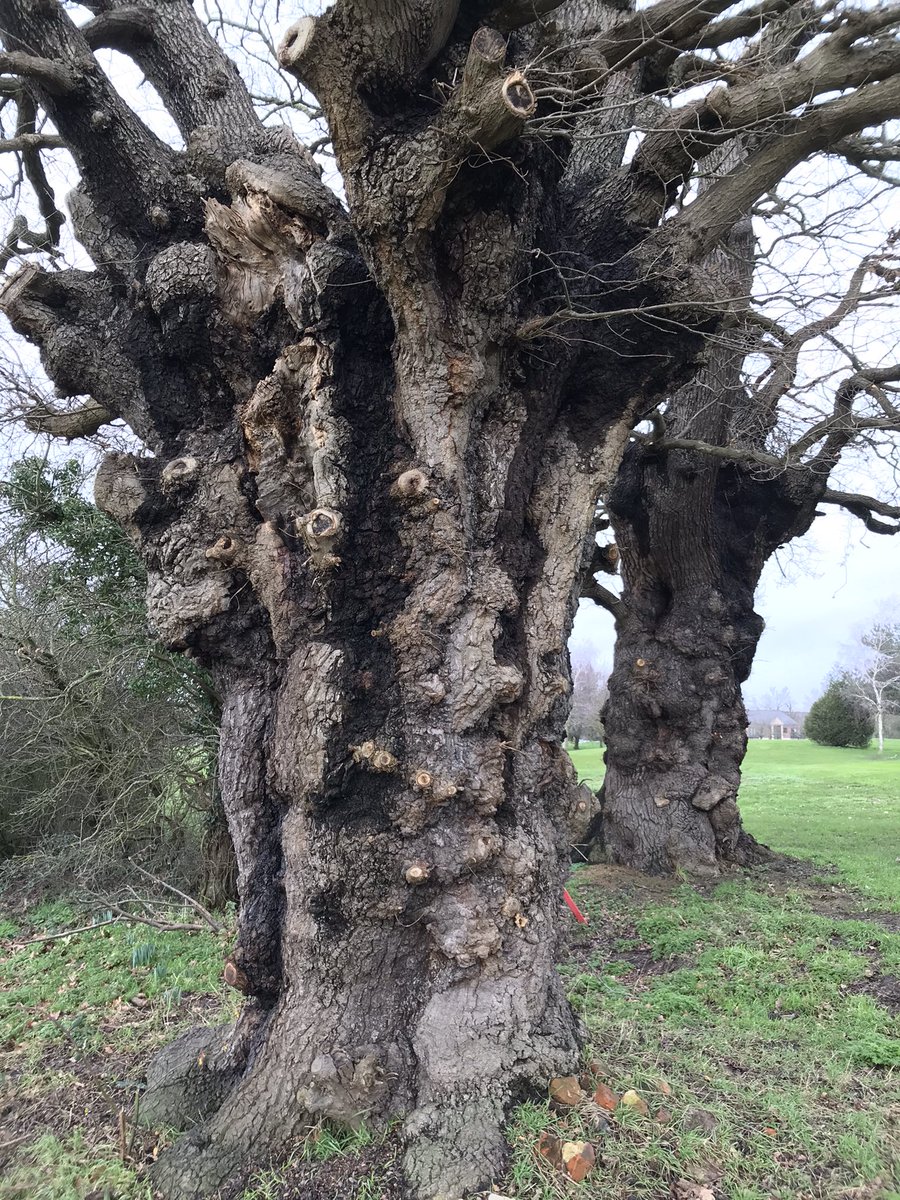 Two gnarly old field boundary Oaks ,photo was taken a couple of years ago when things were a little more normal.#ThickTrunkTuesday