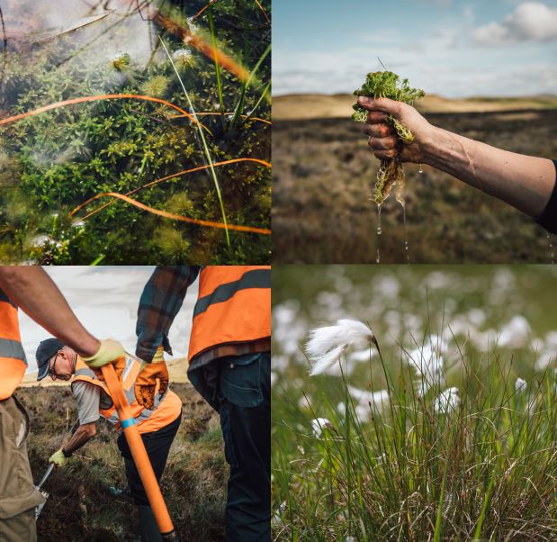 Today is #worldwetlandsday2021 Here are some images of our previous work with volunteers and partners to help protect precious peat bog habitats in Snowdonia.

We're looking forward to continuing this important work once it's safe to do so.