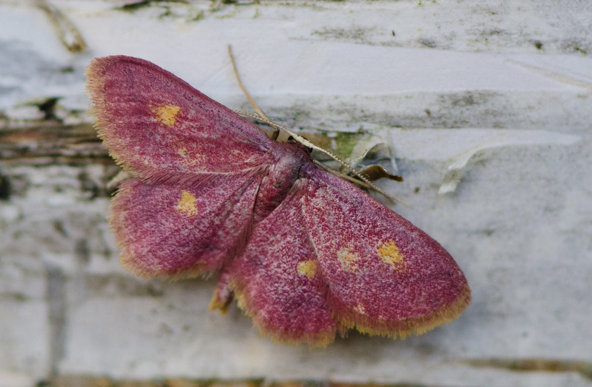Purple-bordered Gold (Idaea muricata) is one of many scarce moths found in UK wetlands. Wetlands are the focus for this years #MothNight 8-10 July. #WorldWetlandsDay (📷P.Clement & T.Melling) mothnight.info