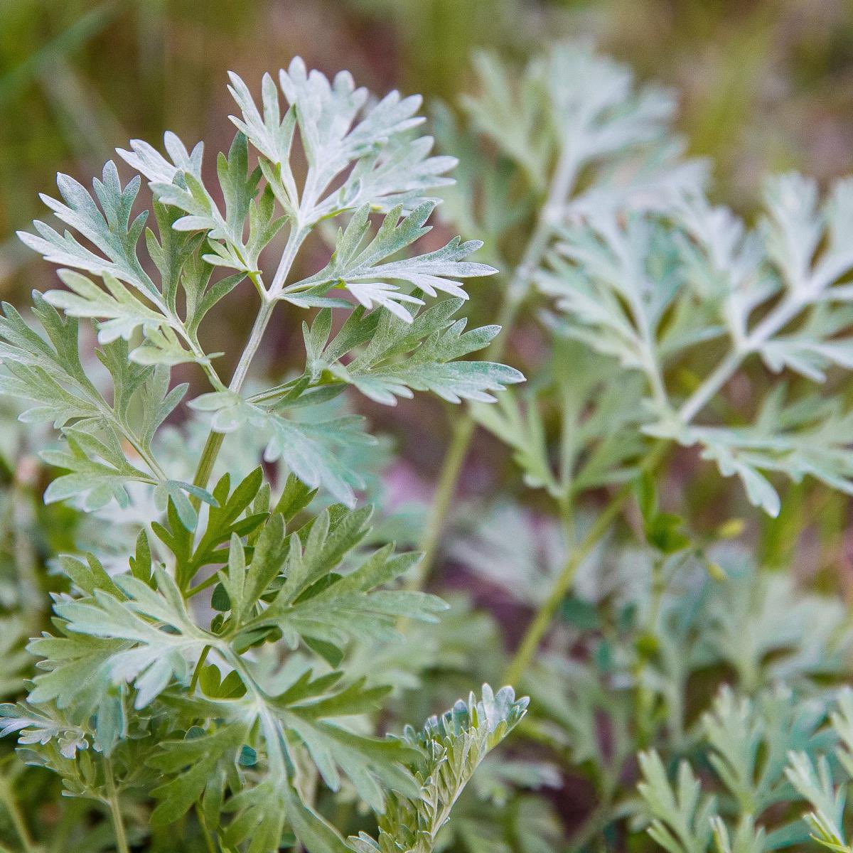 Happy mars! Many of you already know my close relationship with Mugwort, but in honor of mars I want to talk about the other artemisia sister, Wormwood. Although she is of lunar nature for being an artemisia, Wormwood often corresponds with mars due to her nature.