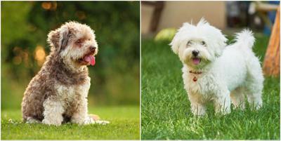 SellWithG's tweet photo. What are the best dog breeds for owners who live in the city? While finding the perfect four-legged friend can be tricky for city-dwellers, there are many breeds that will be just at home in the city as in the countryside. https://t.co/YOfpLZGtMM https://t.co/aF1KiEezYo