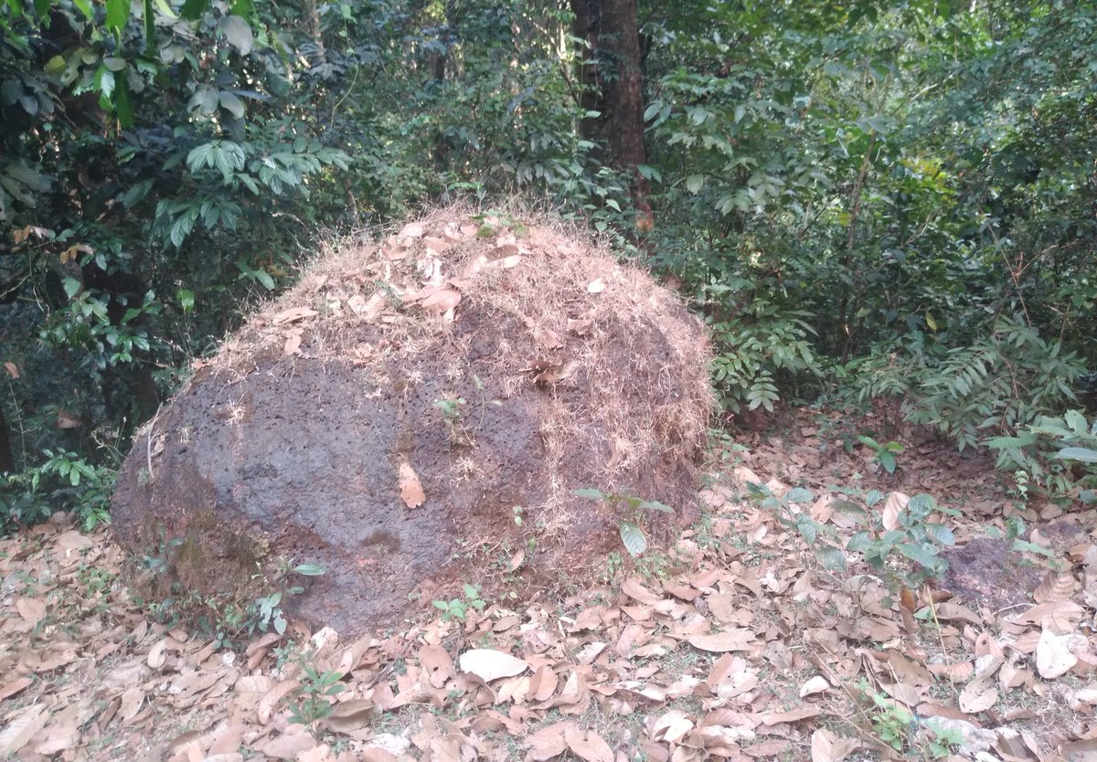 CHallihole's tweet photo. ರಸ್ತೆ ಪಕ್ಕಗಲ್ಲಿರುವ  ಮುರ ಕಲ್ಲಿಗೆ ಜೀವ ನೀಡಿದಾಗ
#stonework #stone #naturalstone #architecture #construction #landscaping #masonry #building #stonemason #interior #granite #sculpture #design #exterior #pavers #crazy #featurewall #interiordesign #fashion #stonemasonry #jnsstone https://t.co/WOzjn688tn